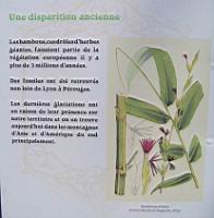 Les bambous (1a).jpg